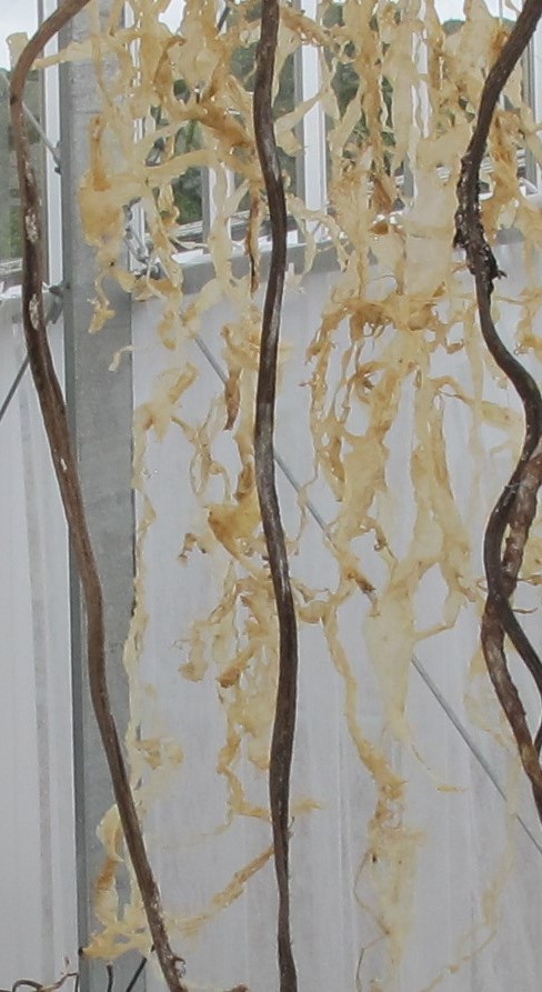 IMG_6555.JPG hanging kelp BGI 2